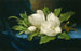 kæmpe magnolier på blåt fløjlsstof - Martin Johnson Heade — visning af kunstværket