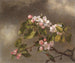Colibri og æbleblomster - Martin Johnson Heade — visning af kunstværket