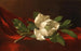 Magnolia - Martin Johnson Heade — visning af kunstværket