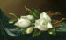 Magnolias på lyseblå fløjlsstof - Martin Johnson Heade — visning af kunstværket