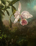 Orchideblomster - Martin Johnson Heade — visning af kunstværket