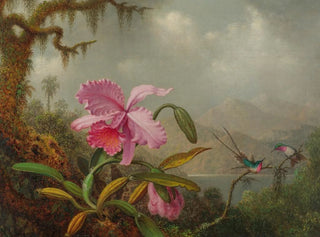 Orchideer og kolibrier - Martin Johnson Heade — visning af kunstværket