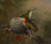 To fuglekasser nær deres rede - Martin Johnson Heade — visning af kunstværket
