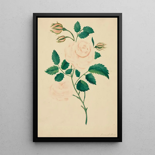 Mary Altha Nims - Damask Rose.webp