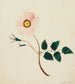 Rose sauvage - Mary Altha Nims — visning af kunstværket