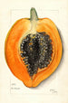 Carica papaya - Mary Daisy Arnold — visning af kunstværket
