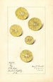 Citrus aurantiifolia Key - Mary Daisy Arnold — visning af kunstværket