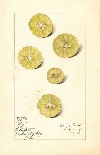 Mary Daisy Arnold - Citrus aurantiifolia Key.webp