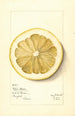 Citrus grandis Mahon Chaisee - Mary Daisy Arnold — visning af kunstværket