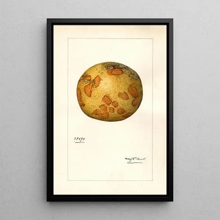 Mary Daisy Arnold - Citrus paradisi.webp