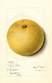 Citrus paradisi Isle of Pines - Mary Daisy Arnold — visning af kunstværket