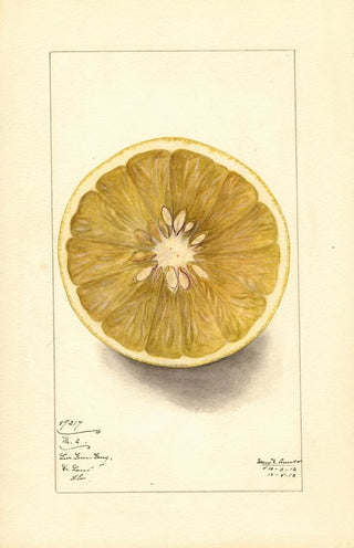 Mary Daisy Arnold - Citrus paradisi No.webp