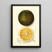 Citrus sinensis Navel - Mary Daisy Arnold — indrammet kunstværk på væggen