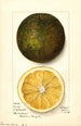 Citrus sinensis Navel - Mary Daisy Arnold — visning af kunstværket