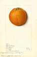 Citrus sinensis Valencia - Mary Daisy Arnold — visning af kunstværket
