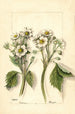 Fragaria - Mary Daisy Arnold — visning af kunstværket