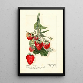 Mary Daisy Arnold - Fragaria Epsey.webp