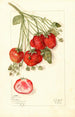 Fragaria Francis - Mary Daisy Arnold — visning af kunstværket