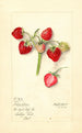 Fragaria Pièce d'Argent - Mary Daisy Arnold — visning af kunstværket