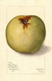 Malus domestica Gloria Mundi - Mary Daisy Arnold — visning af kunstværket