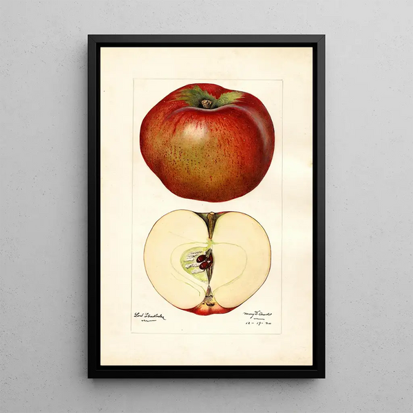 Mary Daisy Arnold - Malus domestica Lord Stradbroke.webp
