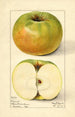 Malus domestica Nixonite - Mary Daisy Arnold — visning af kunstværket