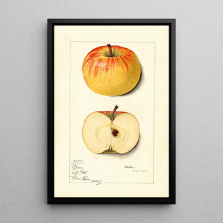 Mary Daisy Arnold - Malus domestica Rome.webp