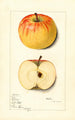 Malus domestica Rome - Mary Daisy Arnold — visning af kunstværket