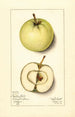 Malus domestica Trenton Early - Mary Daisy Arnold — visning af kunstværket