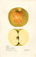 Malus domestica Western Beauty - Mary Daisy Arnold — visning af kunstværket
