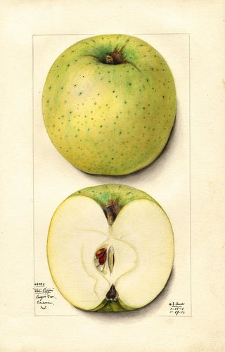 Mary Daisy Arnold - Malus domestica White Pippin.webp