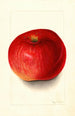 Malus domestica Wolf River - Mary Daisy Arnold — visning af kunstværket