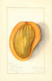 Mangifera indica Singapore - Mary Daisy Arnold — visning af kunstværket