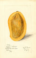 Mangifera indica Totafari - Mary Daisy Arnold — visning af kunstværket