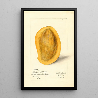 Mary Daisy Arnold - Mangifera indica Totafari.webp