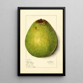 Mary Daisy Arnold - Persea Persea Americana.webp