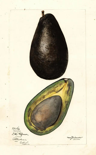 Mary Daisy Arnold - Persea.webp