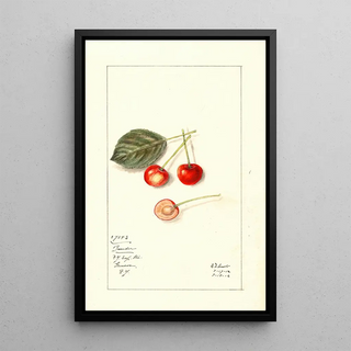 Mary Daisy Arnold - Prunus avium Bender.webp