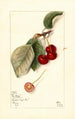 Prunus avium George Glass - Mary Daisy Arnold — visning af kunstværket
