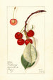 Prunus avium Montmorency - Mary Daisy Arnold — visning af kunstværket