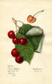Prunus avium Reine Hortense - Mary Daisy Arnold — visning af kunstværket