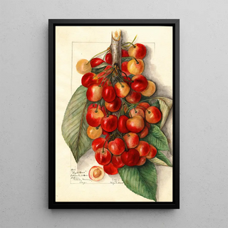 Mary Daisy Arnold - Prunus avium Royal Anne.webp