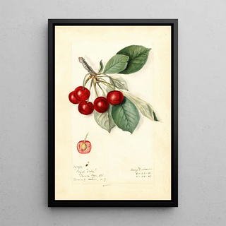 Mary Daisy Arnold - Prunus avium Royal Duke.webp