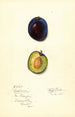 Prunus domestica Earliana - Mary Daisy Arnold — visning af kunstværket