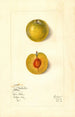 Prunus domestica Kelbolan - Mary Daisy Arnold — visning af kunstværket