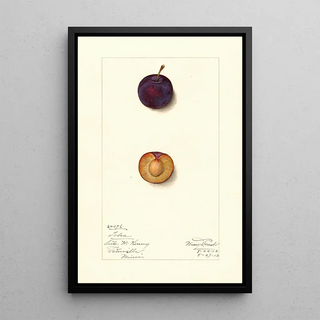 Mary Daisy Arnold - Prunus domestica Toka.webp