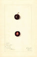 Prunus domestica Wachampa - Mary Daisy Arnold — visning af kunstværket