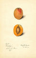 Prunus mume Schologi - Mary Daisy Arnold — visning af kunstværket