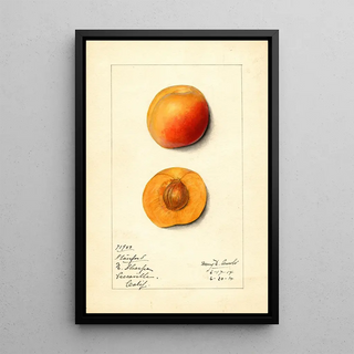 Mary Daisy Arnold - Prunus mume Stanford.webp