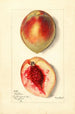 Prunus persica Baston - Mary Daisy Arnold — visning af kunstværket